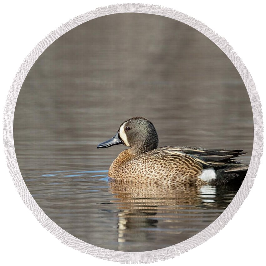 Adult Round Beach Towel featuring the photograph Drake Blue-winged Teal by Linda Arndt