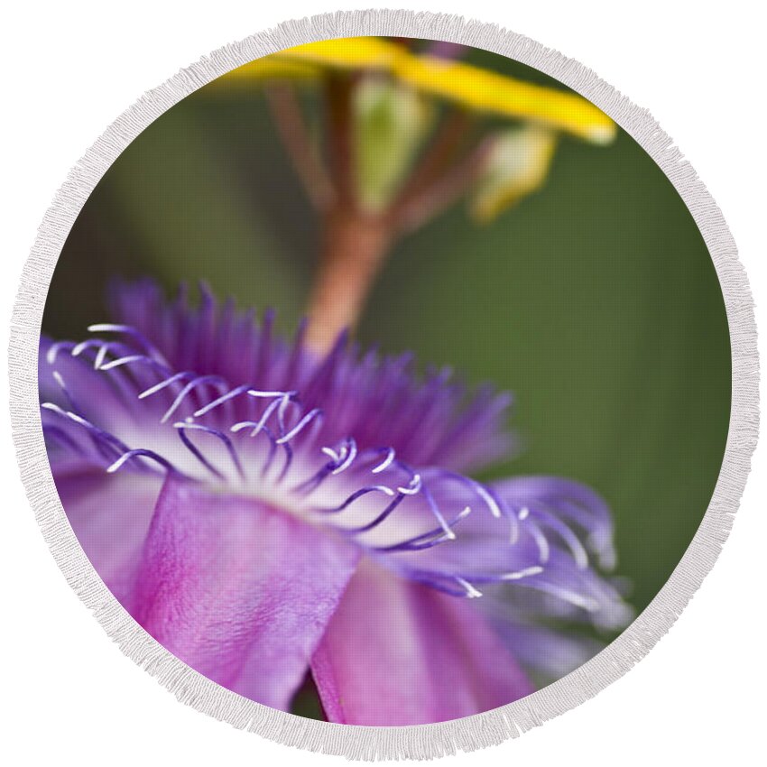  Passionflower Round Beach Towel featuring the photograph Dreamy Passion by Priya Ghose
