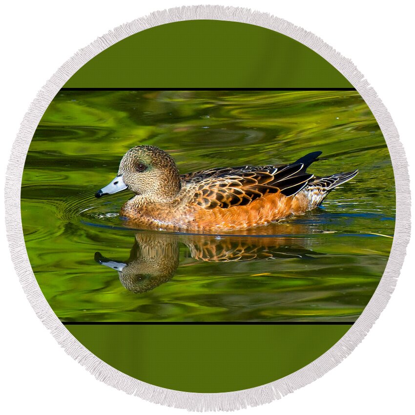 Duck Round Beach Towel featuring the photograph Young Female Mallard Duck by Ginger Wakem