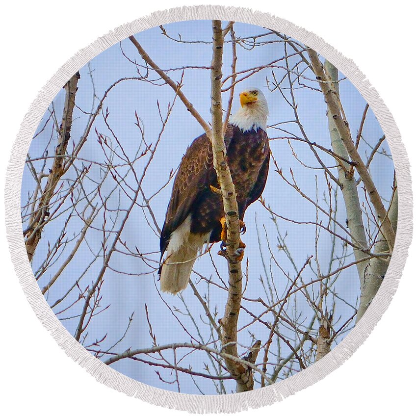 Bald Eagle Round Beach Towel featuring the photograph Eagle Perch by Greg Norrell