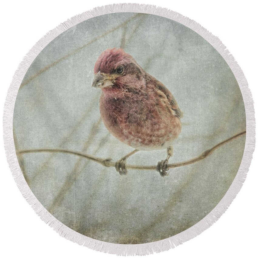 Finch Round Beach Towel featuring the photograph Early Spring Visitor by Sue Capuano