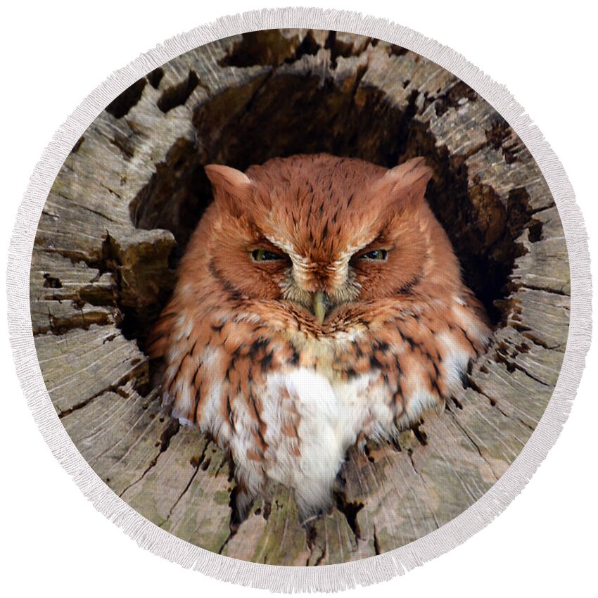 Owl Round Beach Towel featuring the photograph Eastern Screech Owl by Kathy Baccari