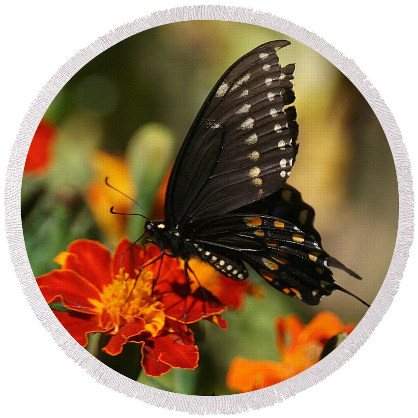 Nature Round Beach Towel featuring the photograph Eastern Swallowtail on Marigold by William Selander