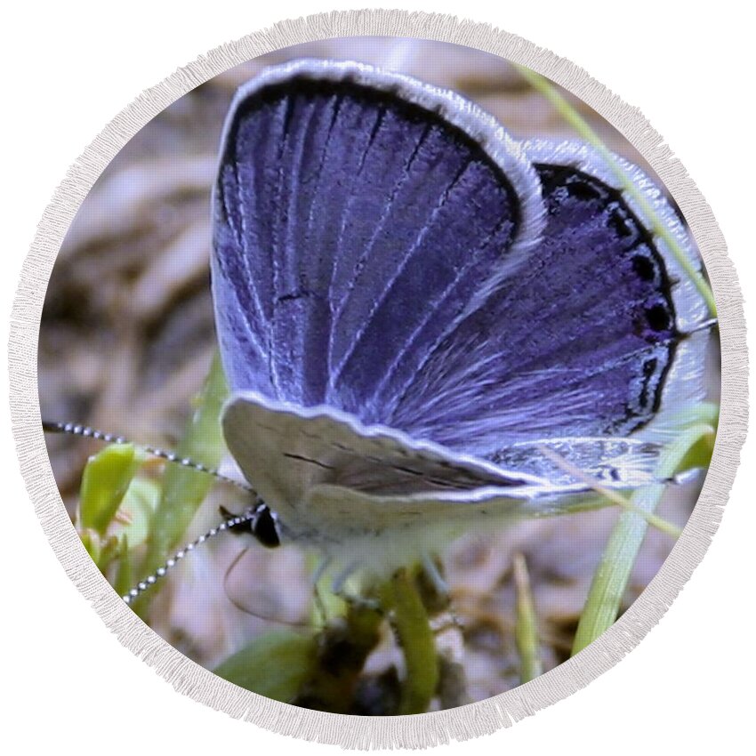 Butterflies Round Beach Towel featuring the photograph Eastern tailed-blue butterfly by Eric Noa