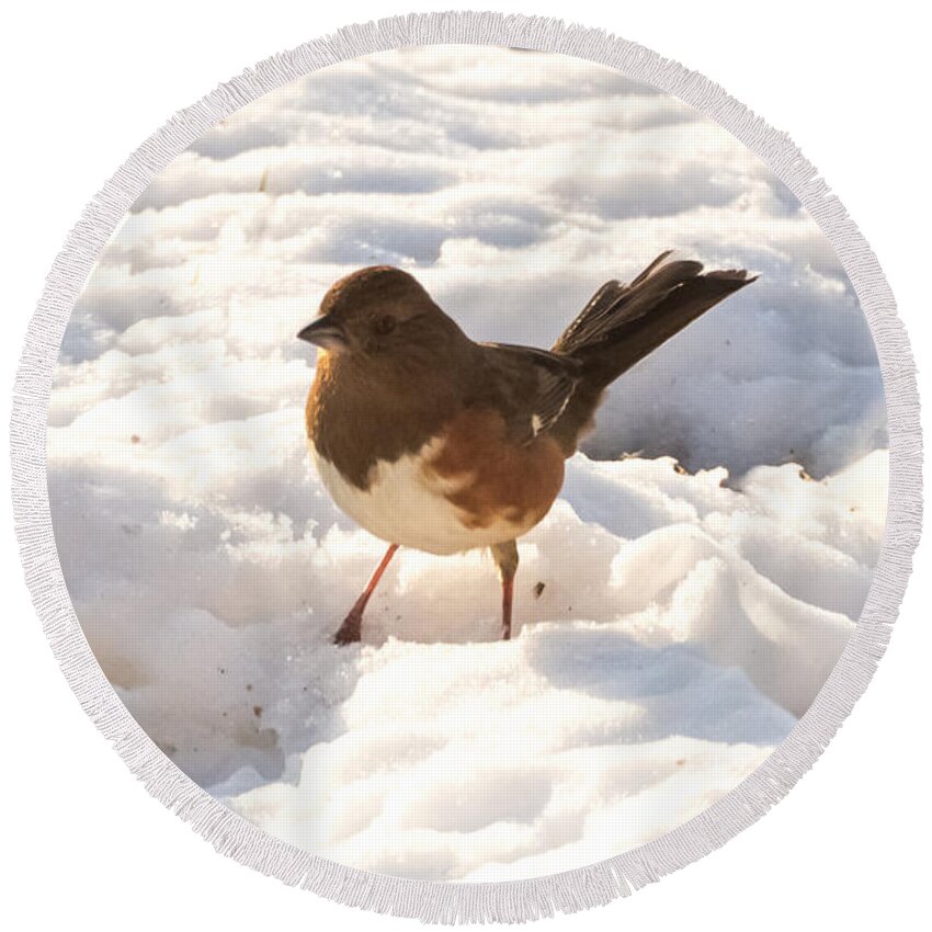 Snow Round Beach Towel featuring the photograph Eastern Towhee  by Holden The Moment