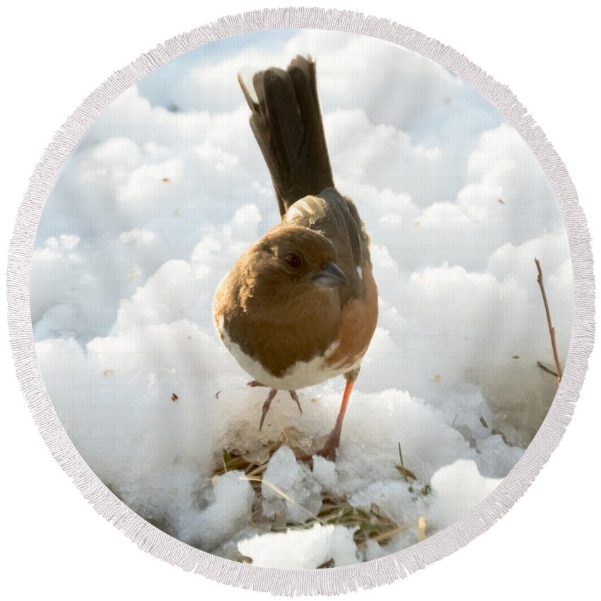 Rufous-sided Towhee Round Beach Towel featuring the photograph Eastern Towhee Poses for Photograph by Holden The Moment