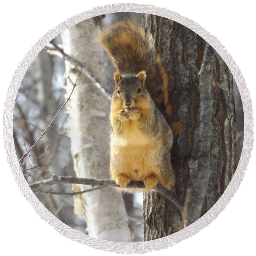Squirrel Round Beach Towel featuring the photograph Eating Squirrel by Erick Schmidt