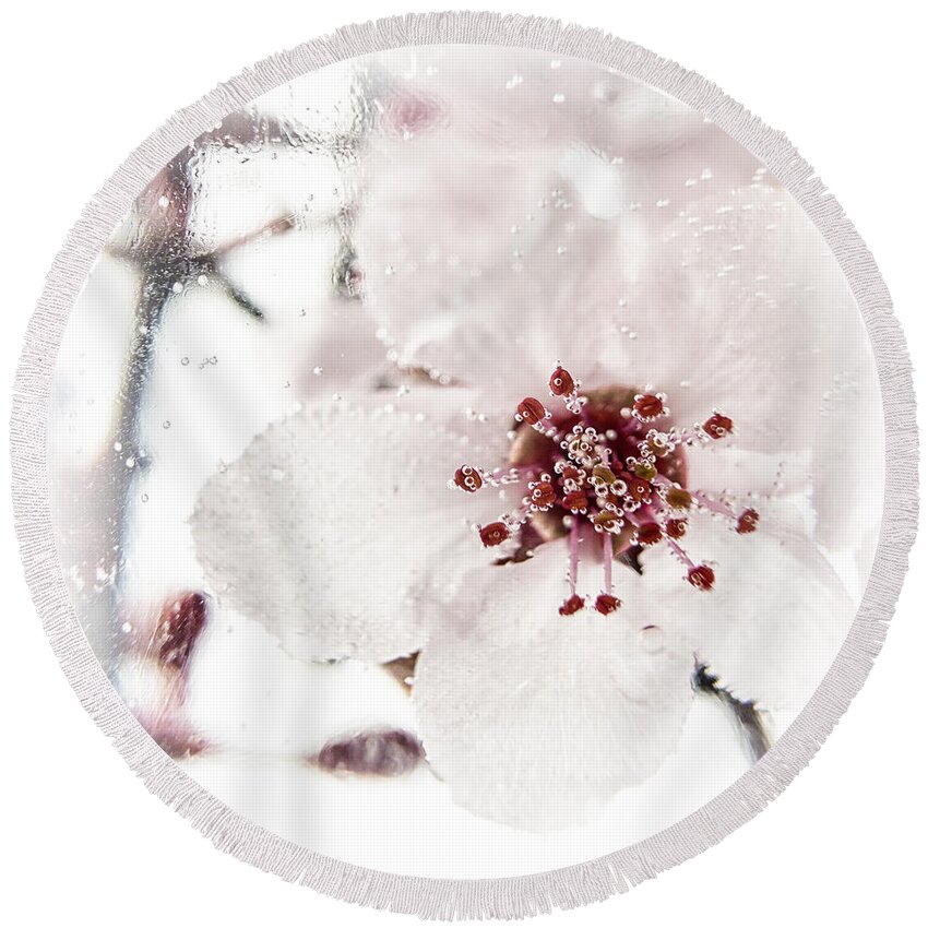 Plum Blossom Round Beach Towel featuring the photograph Effervescent by Caitlyn Grasso