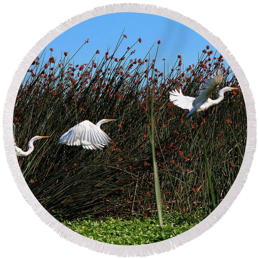 Composite Round Beach Towel featuring the photograph Egret Taking Off by Robert Woodward