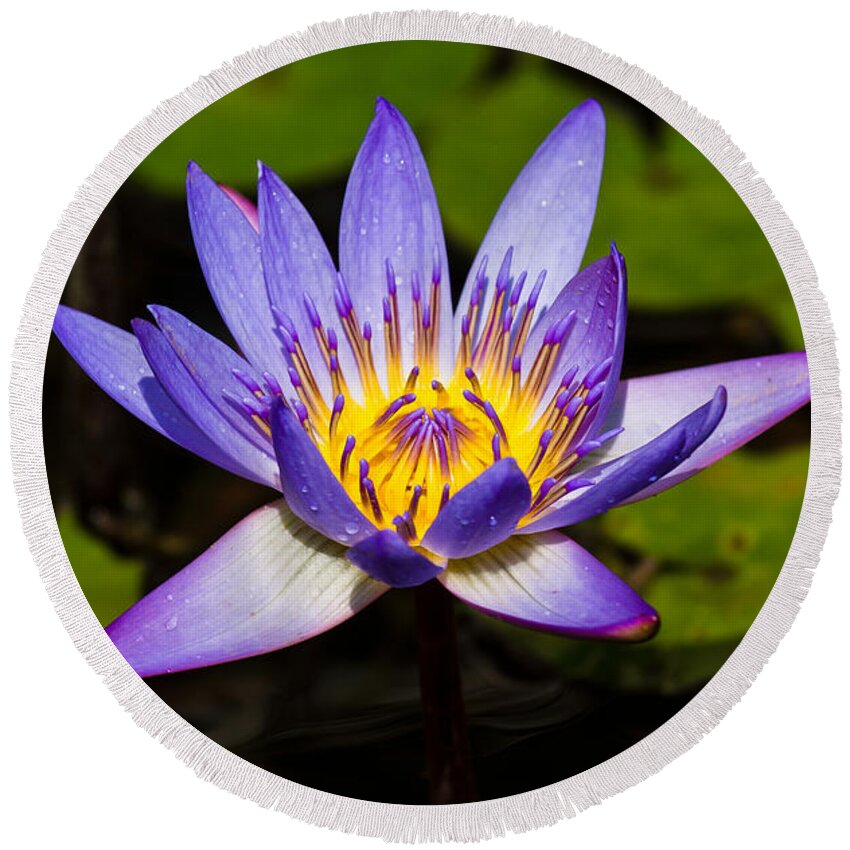 Egyptian Blue Round Beach Towel featuring the photograph Egyptian Blue water lily by Scott Carruthers