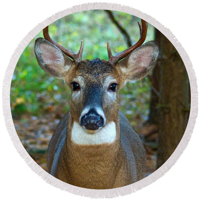 Whitetail Round Beach Towel featuring the photograph Eight Point Face to Face by Michael Peychich