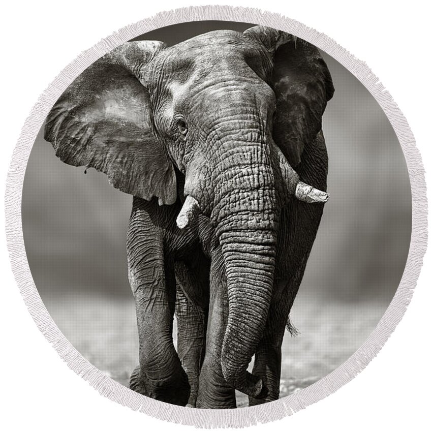 Elephant Round Beach Towel featuring the photograph Elephant approach from the front by Johan Swanepoel
