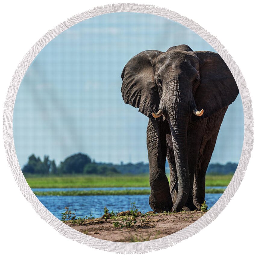 African Elephant Round Beach Towel featuring the photograph Elephant Loxodonta Africana by Nick Dale
