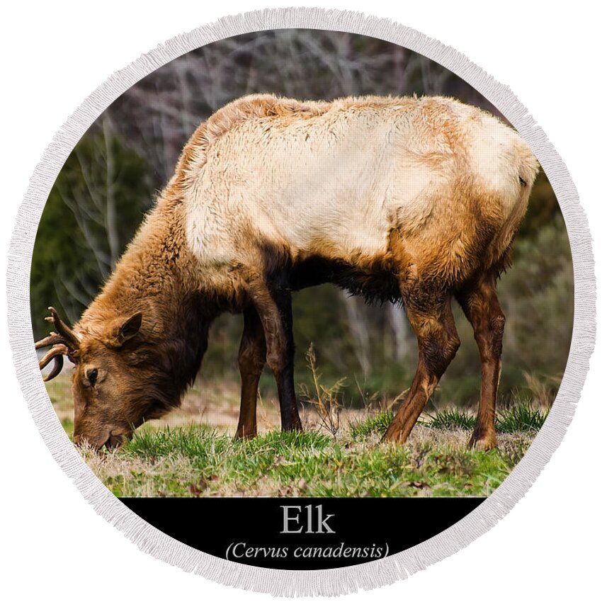 Class Room Posters Round Beach Towel featuring the digital art Elk by Flees Photos