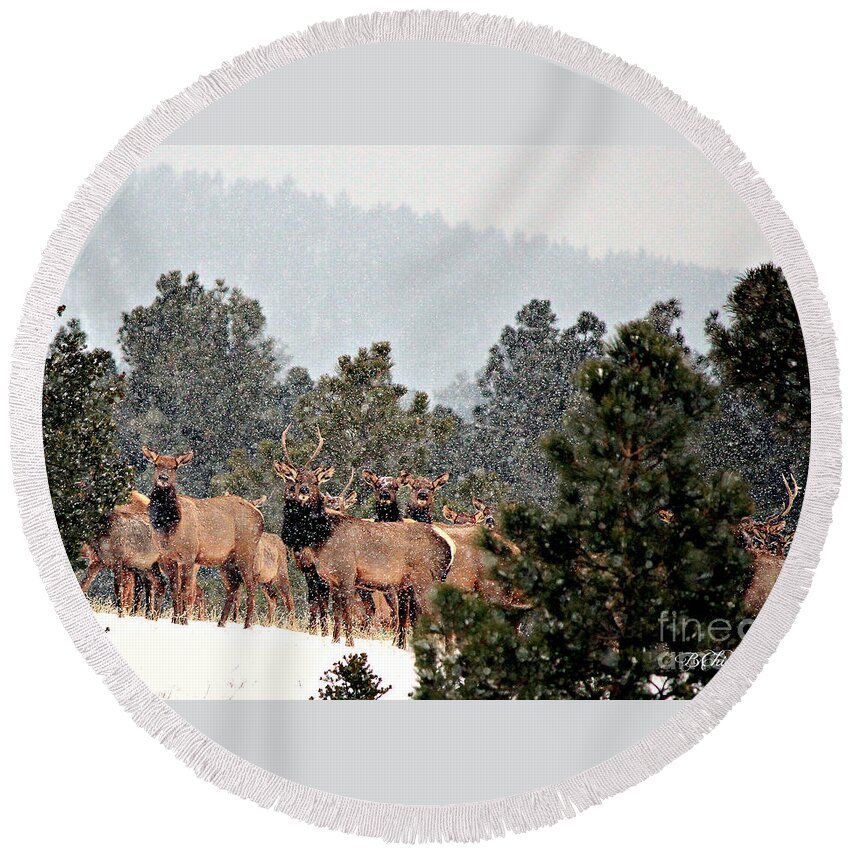 Elk Round Beach Towel featuring the photograph Elk in the Snowing Open by Barbara Chichester