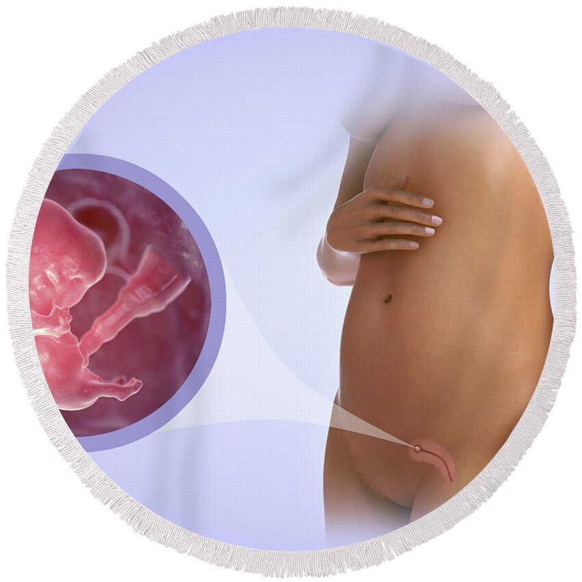 Human Round Beach Towel featuring the photograph Embryo Development Week 8 by Science Picture Co