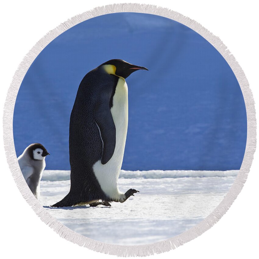 Emperor Penguin Round Beach Towel featuring the photograph Emperor Penguin And Chick by Jean-Louis Klein and Marie-Luce Hubert