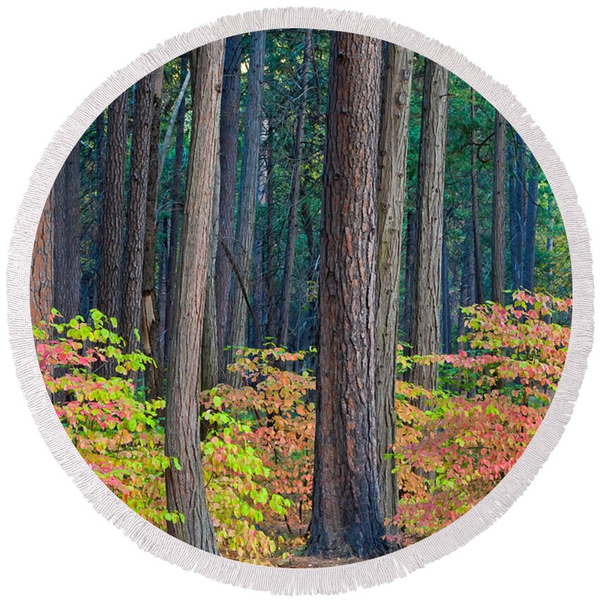 Landscape Round Beach Towel featuring the photograph Enchanted Forest by Jonathan Nguyen