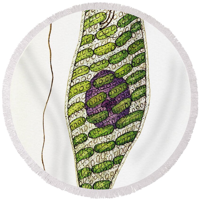 Vertical Round Beach Towel featuring the photograph Euglena Splendens Euglenophyta Algae by De Agostini Picture Library