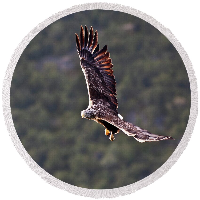White_tailed Eagle Round Beach Towel featuring the photograph European Flying Sea Eagle 4 by Heiko Koehrer-Wagner
