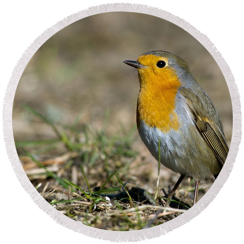 European Robin Round Beach Towel featuring the photograph European Robin by Torbjorn Swenelius