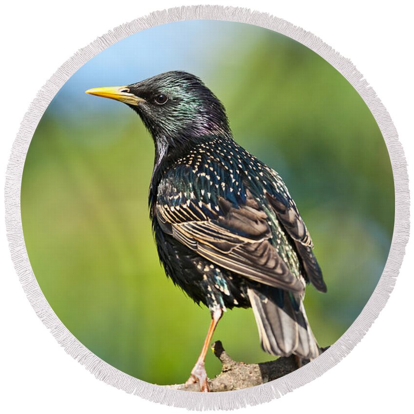 Animal Round Beach Towel featuring the photograph European Starling in a Tree by Jeff Goulden