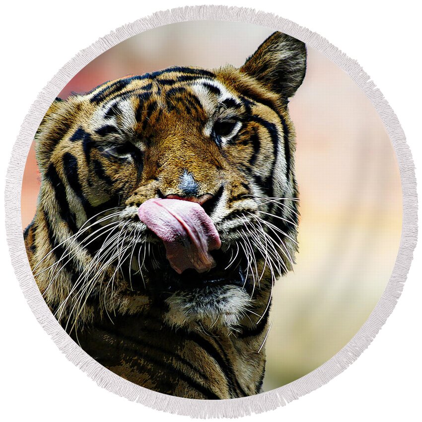 Tiger Round Beach Towel featuring the photograph Evening Meal by Ben Yassa