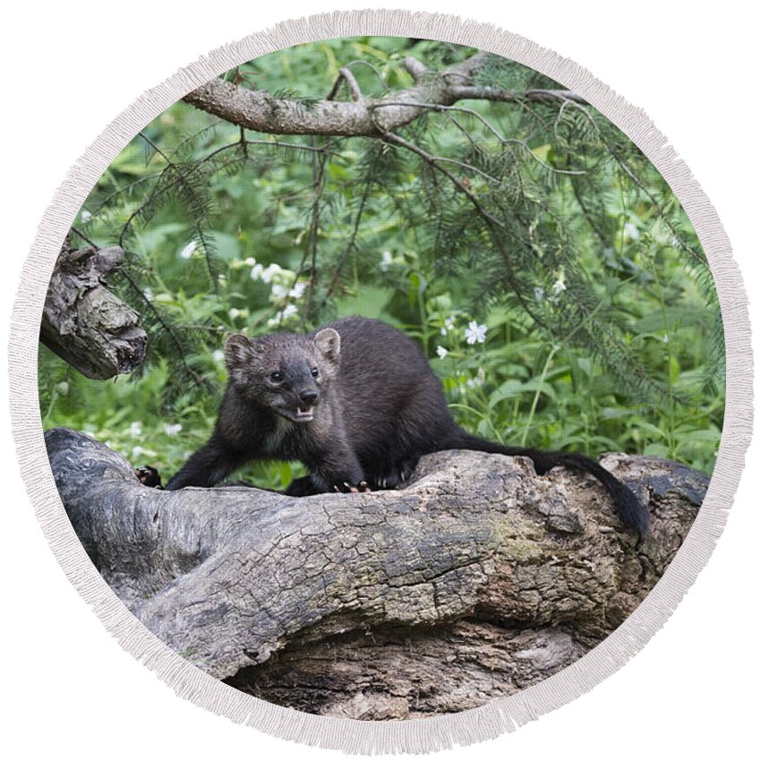 Wildlife;fisher;weasel;martes Pennanti;animals;animal;north American Wildlife;sandra Bronstein;nature;log Round Beach Towel featuring the photograph Eyes in the Forest by Sandra Bronstein