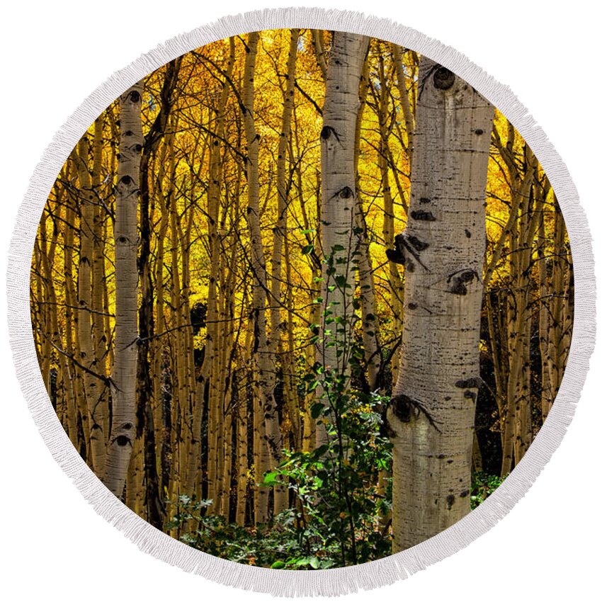 Colorado Round Beach Towel featuring the photograph Eyes of the Forest by Ken Smith