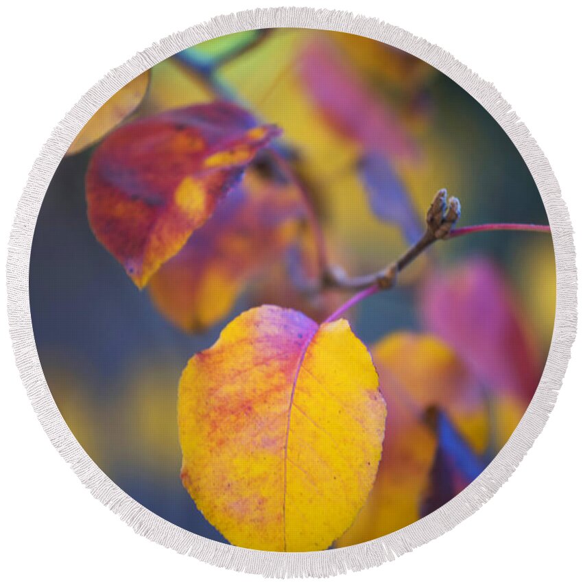 Foliage Round Beach Towel featuring the photograph Fall Color by Stephen Anderson