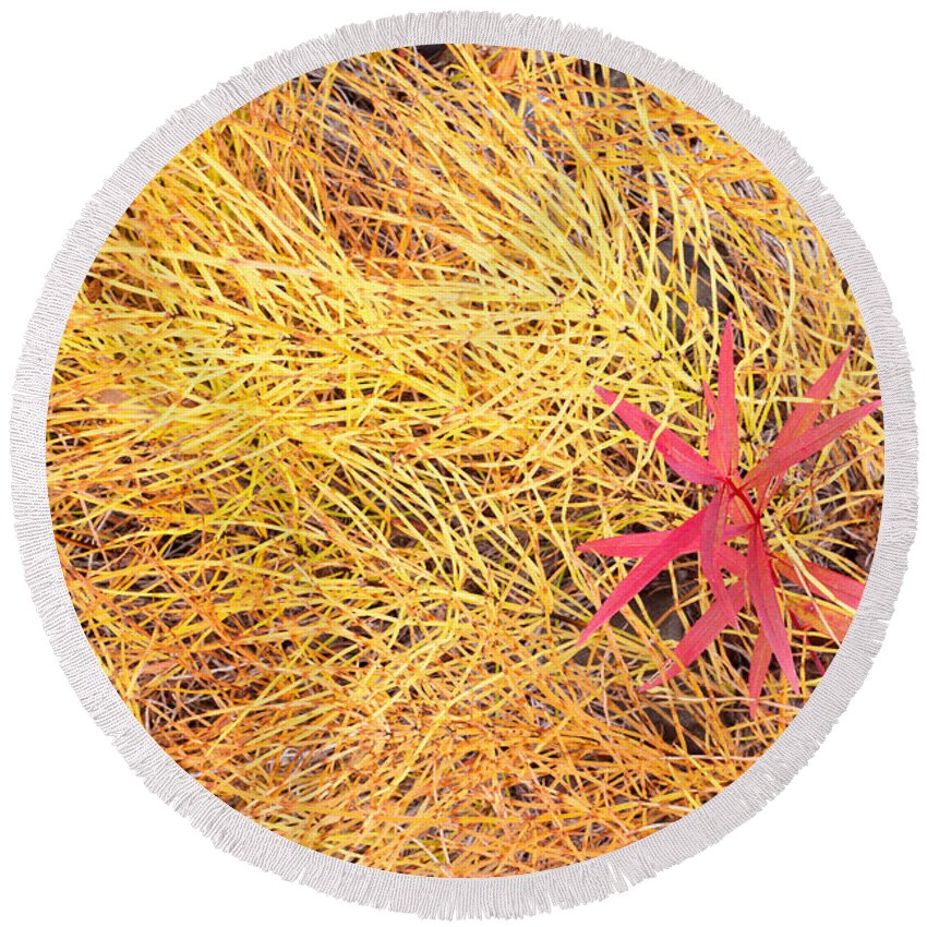 Autumn Round Beach Towel featuring the photograph Fall colored horsetail and fireweed by Stephan Pietzko