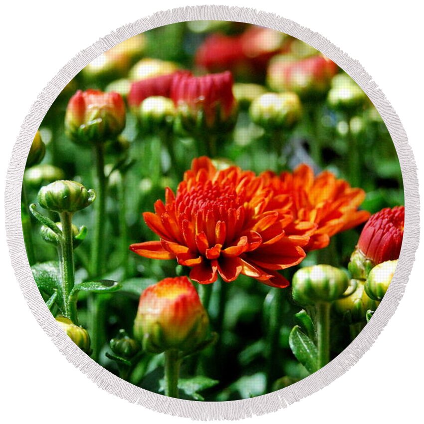 Fall Color Round Beach Towel featuring the photograph Fall Mums Open by Eunice Miller