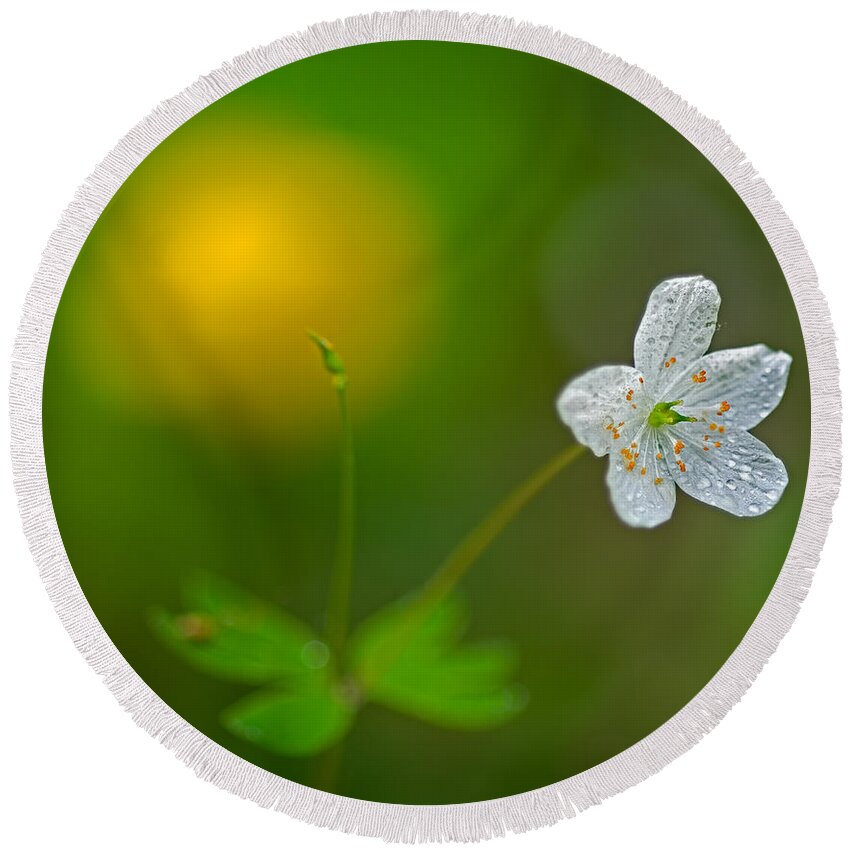 2011 Round Beach Towel featuring the photograph False Rue Anemone by Robert Charity