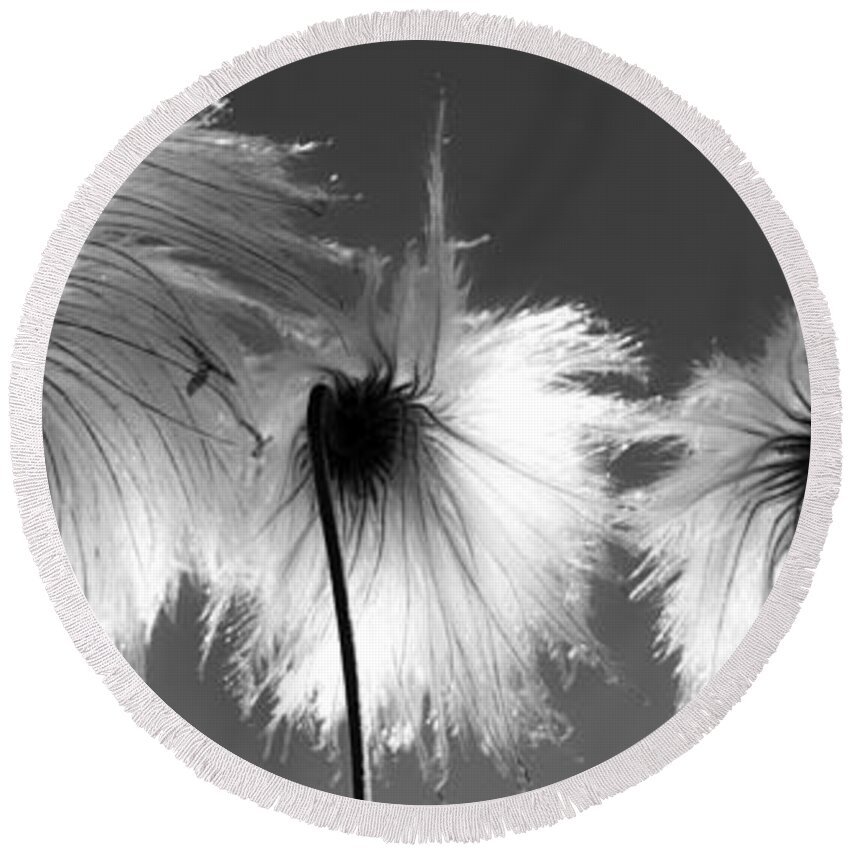 Flowers Round Beach Towel featuring the photograph Family Seeds by J C