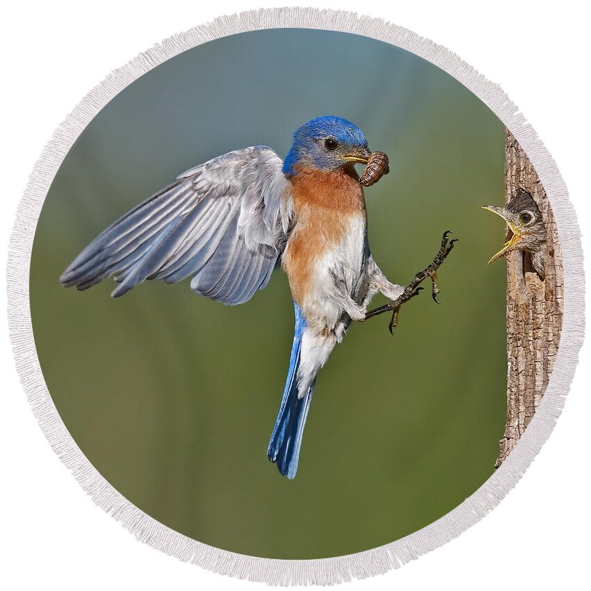 Eastern Bluebird Round Beach Towel featuring the photograph Feed me Daddy by Susan Candelario