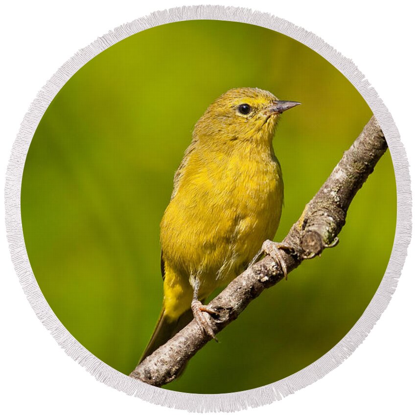 Animal Round Beach Towel featuring the photograph Female Yellow Warbler by Jeff Goulden