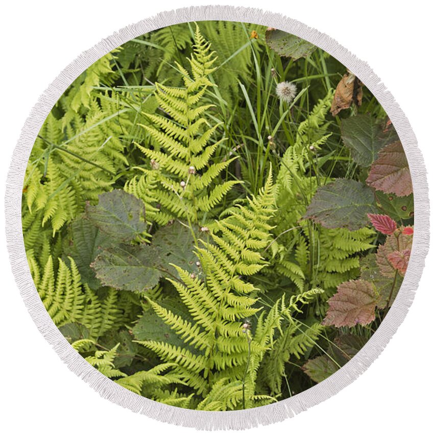 Fern Round Beach Towel featuring the photograph Fern Abstract Maine Hilltop by Peter J Sucy
