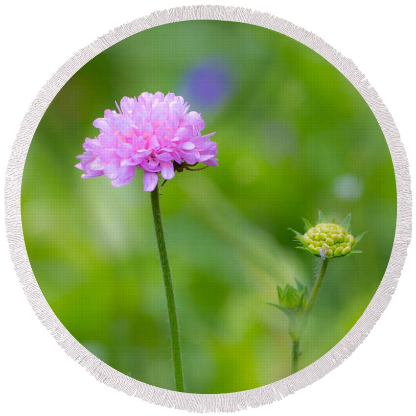 Bulgaria Round Beach Towel featuring the photograph Field scabious Wild Flower by Jivko Nakev