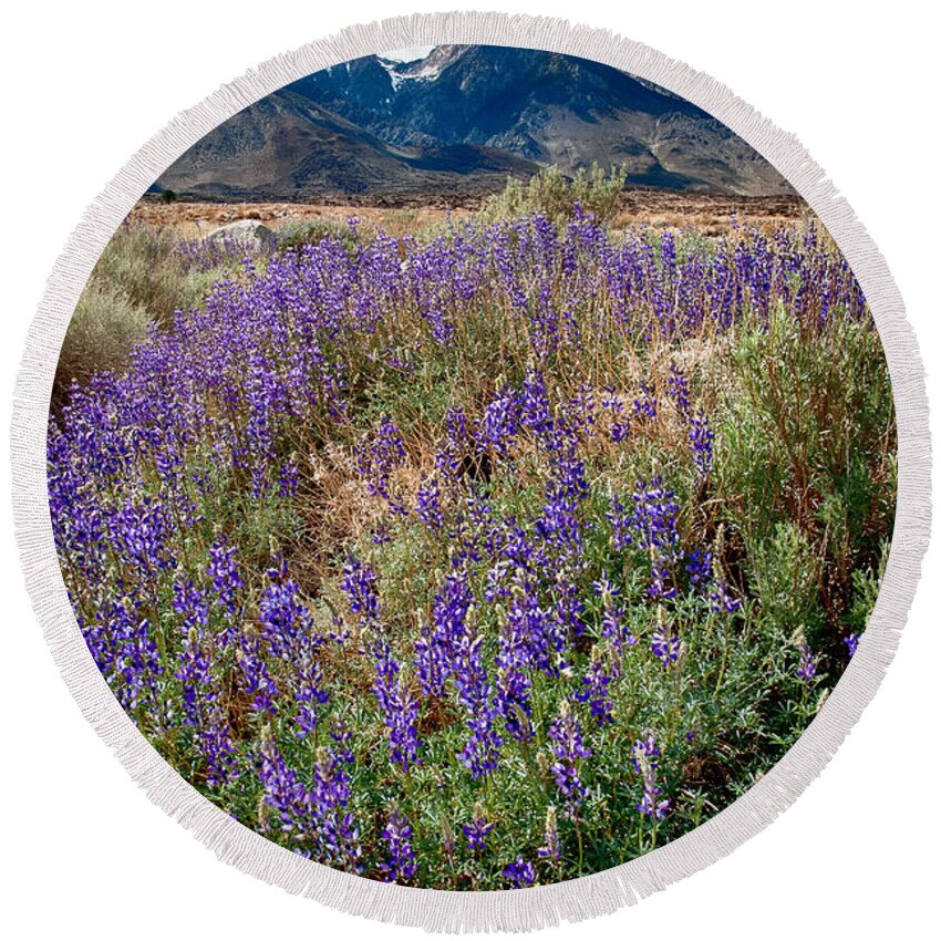 Flowers Round Beach Towel featuring the photograph Fields of Lupine by Cat Connor