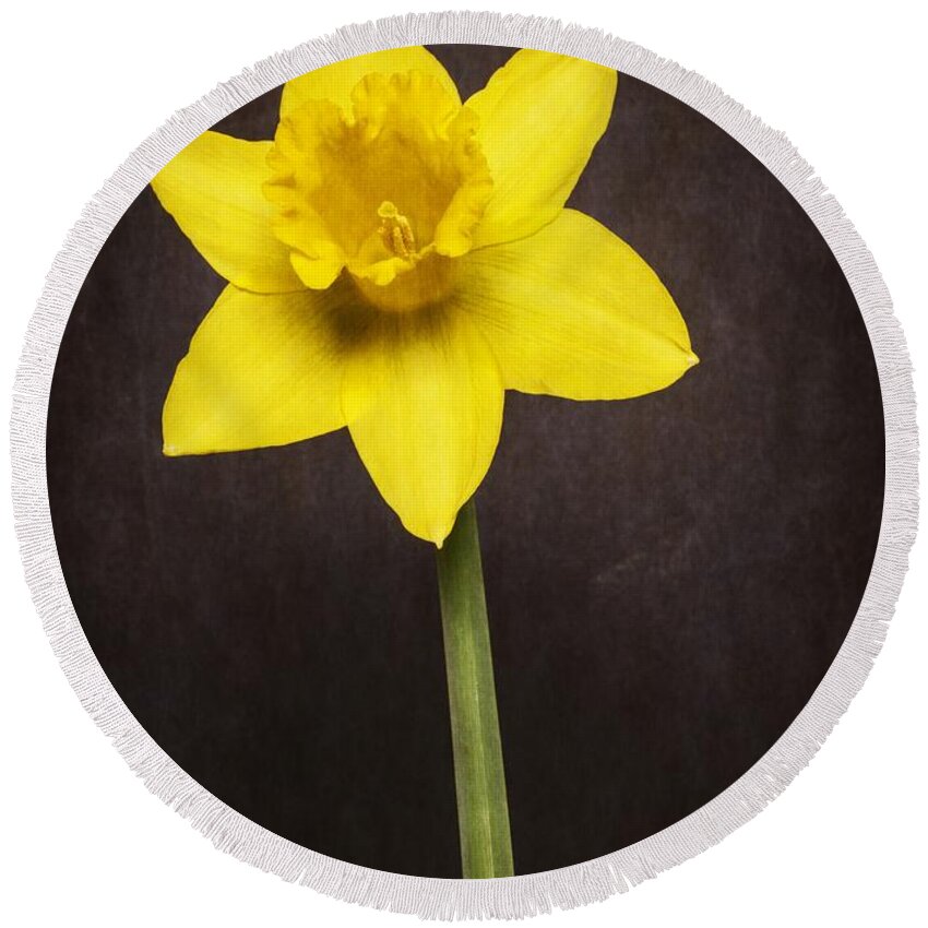 Bulb Round Beach Towel featuring the photograph First Spring Daffodil by Edward Fielding