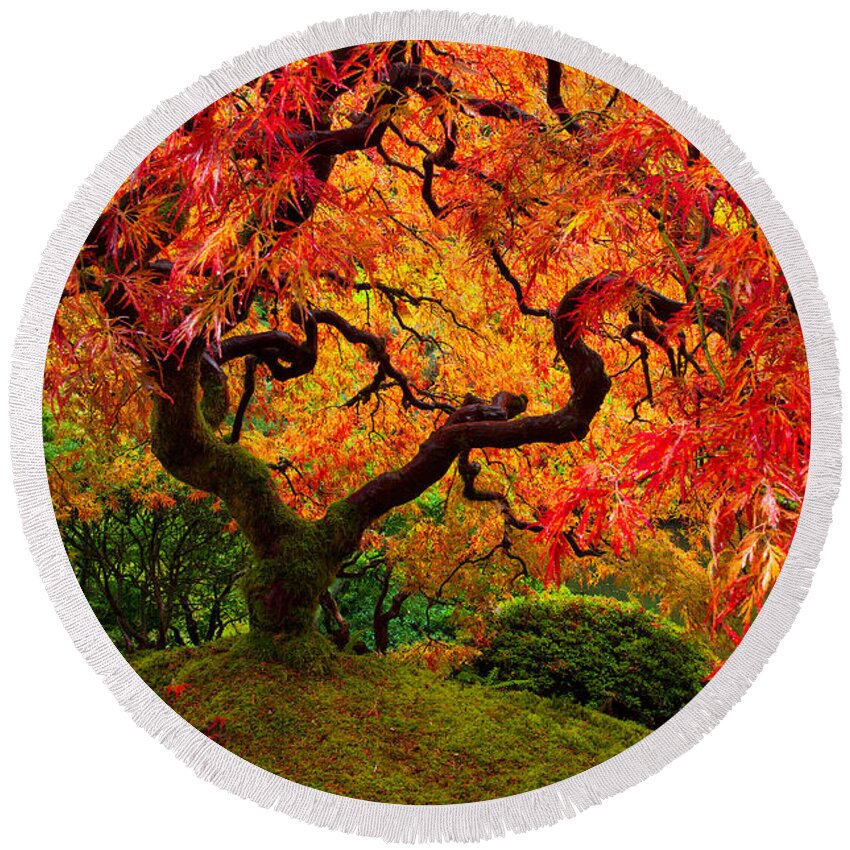 Portland Round Beach Towel featuring the photograph Flaming Maple by Darren White