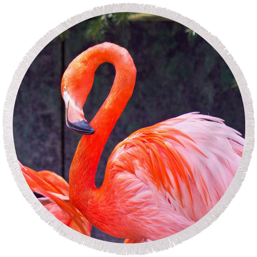 National Round Beach Towel featuring the photograph Flamingo in the Wild by Jonny D