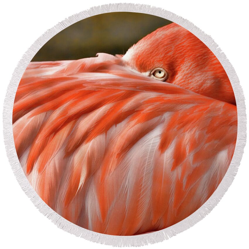Okc Round Beach Towel featuring the photograph Flamingo by Lana Trussell