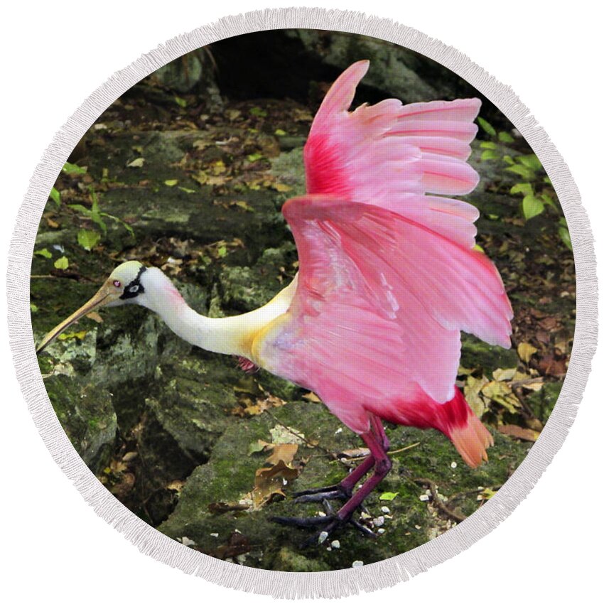 Odd Round Beach Towel featuring the photograph Roseate Spoonbil by Marilyn Hunt