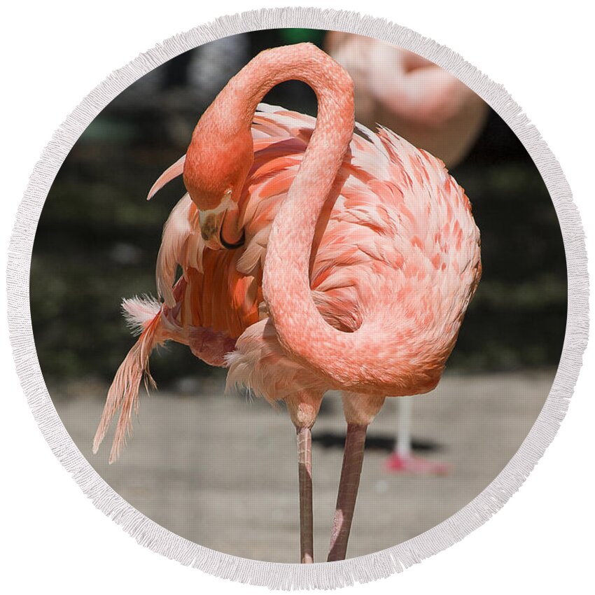 Birds Round Beach Towel featuring the photograph Flamingo by Steven Ralser