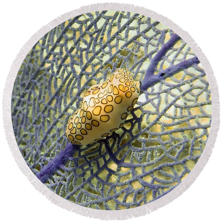 Flamingo Round Beach Towel featuring the photograph Flamingo Tongue Snail on Purple Fan Coral by Amy McDaniel