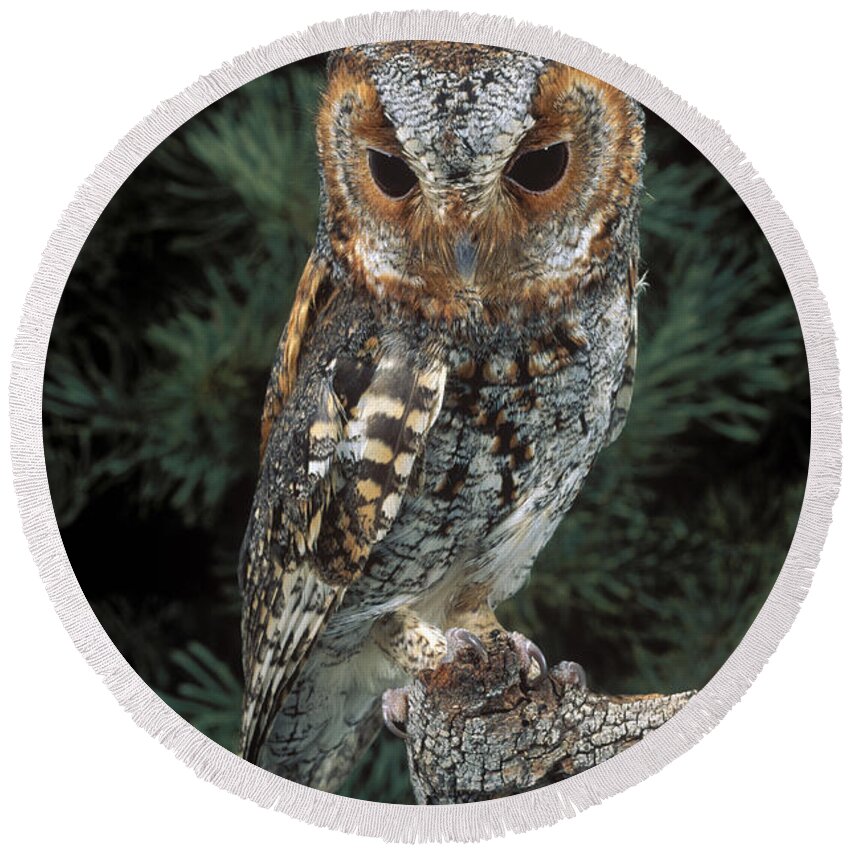 Animal Round Beach Towel featuring the photograph Flammulated Owl by Anthony Mercieca