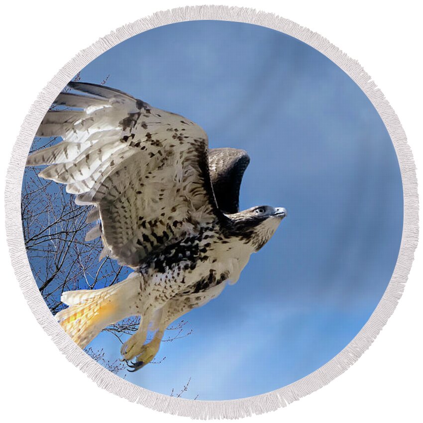 Redtail Hawk Round Beach Towel featuring the photograph Flight of the Red tail by Bill Wakeley
