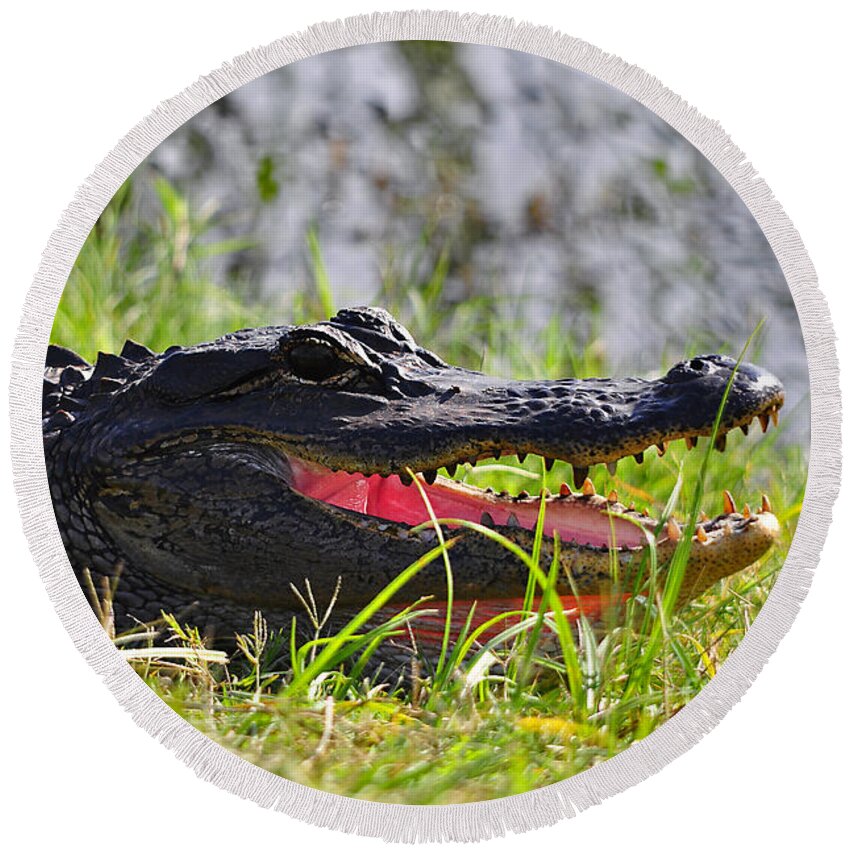American Alligator Round Beach Towel featuring the photograph Gator Grin #1 by Al Powell Photography USA