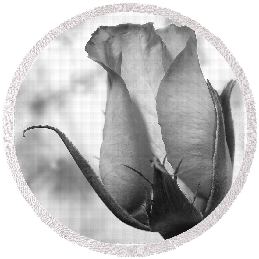 Blooming Rose Round Beach Towel featuring the photograph Blooming Rose by Mike McGlothlen